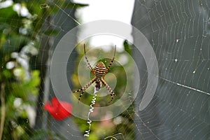 Black And Yellow Argiope Spider