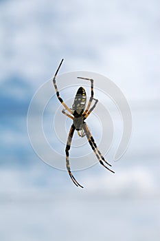 Black & Yellow Argiope Spider