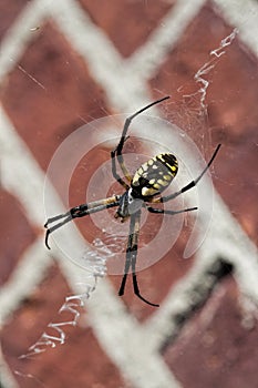 Black And Yellow Argiope Spider On Web
