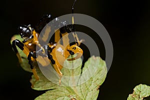 Black and yellow assassin bug nymph