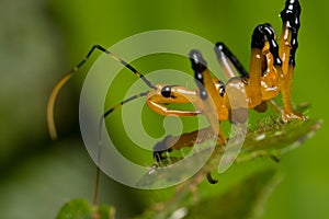 Black and yellow assassin bug nymph