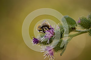 Bee on Violet Silybum marianum photo