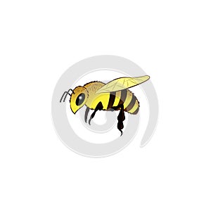 Black and yellow bee on white background. Illustration of a bee