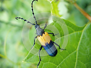 Black and yellow beetle