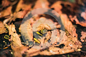 Black and yellow beetles eat oak leaves. Insect houses are conveniently located on the leaves. Macro