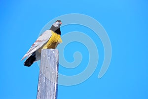 A black-yellow bird clinging to a wooden post