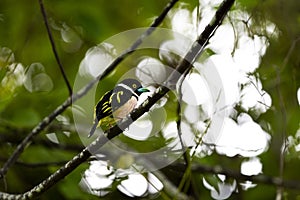 Black - and - yellow Broadbill