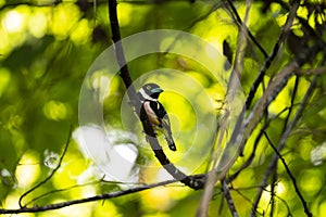 Black - and - yellow Broadbill