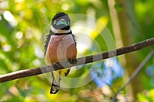 black and yellow broadbill