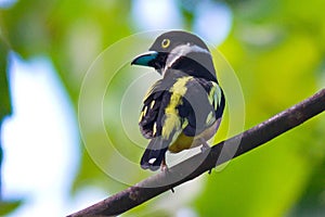 black and yellow broadbill