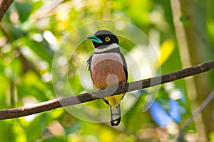 black and yellow broadbill