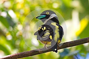 black and yellow broadbill