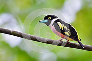 Black-and-Yellow Broadbill Bird photo