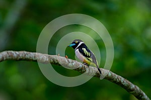 Black and Yellow broadbills perches on a brunch