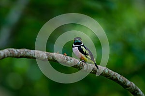 Black and Yellow broadbills perches on a brunch