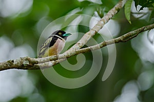 Black and Yellow broadbills perches on a brunch