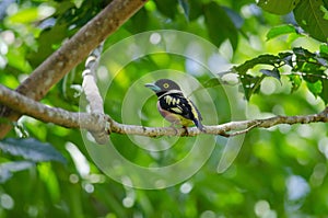 Black and Yellow broadbills perches on a brunch