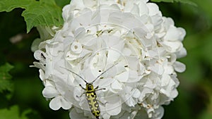 Black yellow bug flower