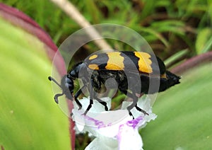 The black and yellow bug on the pollen