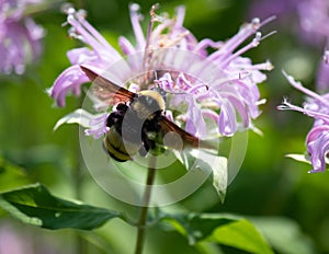 Black and yellow bumble bee on the side of purple flower in a meadow