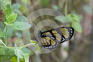 Black and yellow butterflies at Campos do JordÃÂ£o, Brazil photo