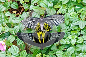 Black and yellow butterfly.