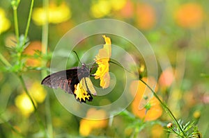 Black & Yellow Butterlfy on the Top of Yellow Flower