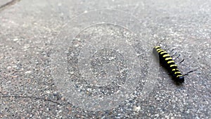 black and yellow caterpillar crawls on asphalt on street in city. close-up beautiful insect is natural creature