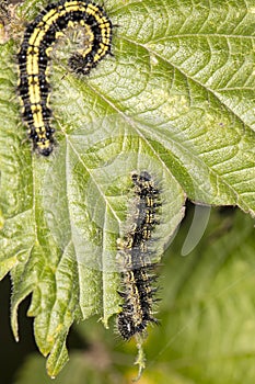 Black and yellow caterpillar sits on a green leaf, close up