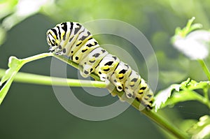 Black and Yellow Caterpillar on a stem