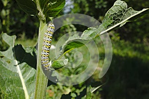 Black-yellow caterpillar of a swallowtail butterfly