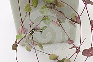 Black and yellow caterpillar worm climbing on Ceropegia woodii,String of heart succulent plant