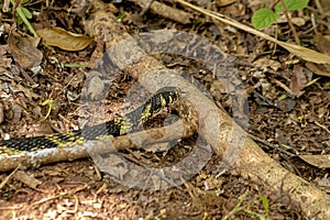 Black and yellow Chicken Snake