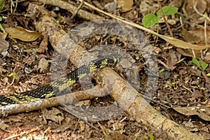 Black and yellow Chicken Snake