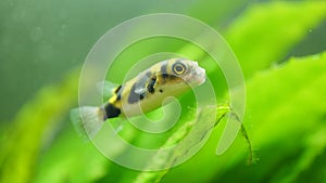 Black-yellow Colomesus asellus puffer fish