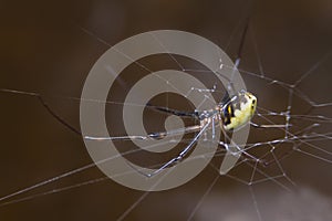 A black and yellow colour spiders is photographed close up, Black Widow Spider,