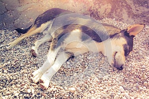 Black-yellow dog sleeping on a pebble beach at sunset in autumn.