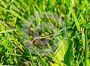Black and yellow dragonfly Libellula luctuosa