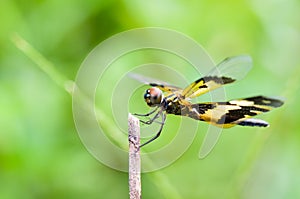 Black and yellow dragonfly