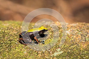 Black and yellow frog Climbing Mantella, Madagascar