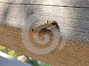 Black and yellow fuzzy caterpillar crawling on a wooden bridge