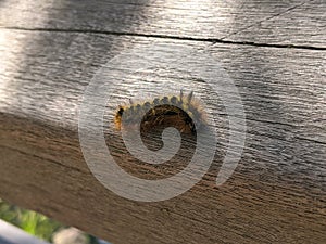 Black and yellow fuzzy caterpillar crawling on a wooden bridge