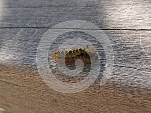 Black and yellow fuzzy caterpillar crawling on a wooden bridge