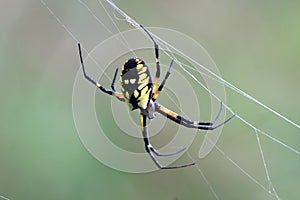 Black & Yellow Garden Spider