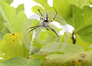 Black and Yellow Garden Spider Argiope aurantia