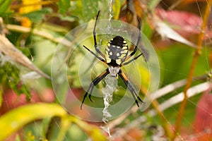 Black-and-yellow Garden Spider - Argiope aurantia