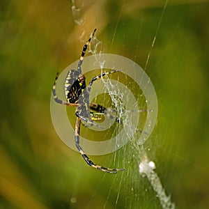 A Black and Yellow Garden Spider Argiope aurantia