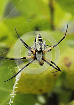 Black and Yellow Garden Spider Argiope aurantia, Eating Prey