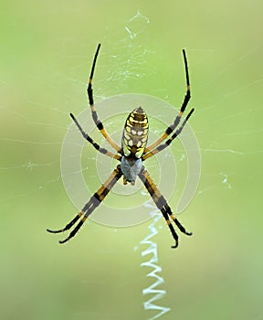 Black and Yellow Garden spider (Argiope aurantia)
