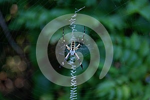 Black and Yellow Garden Spider - Back Bay Nature Reserve, Virginia Beach